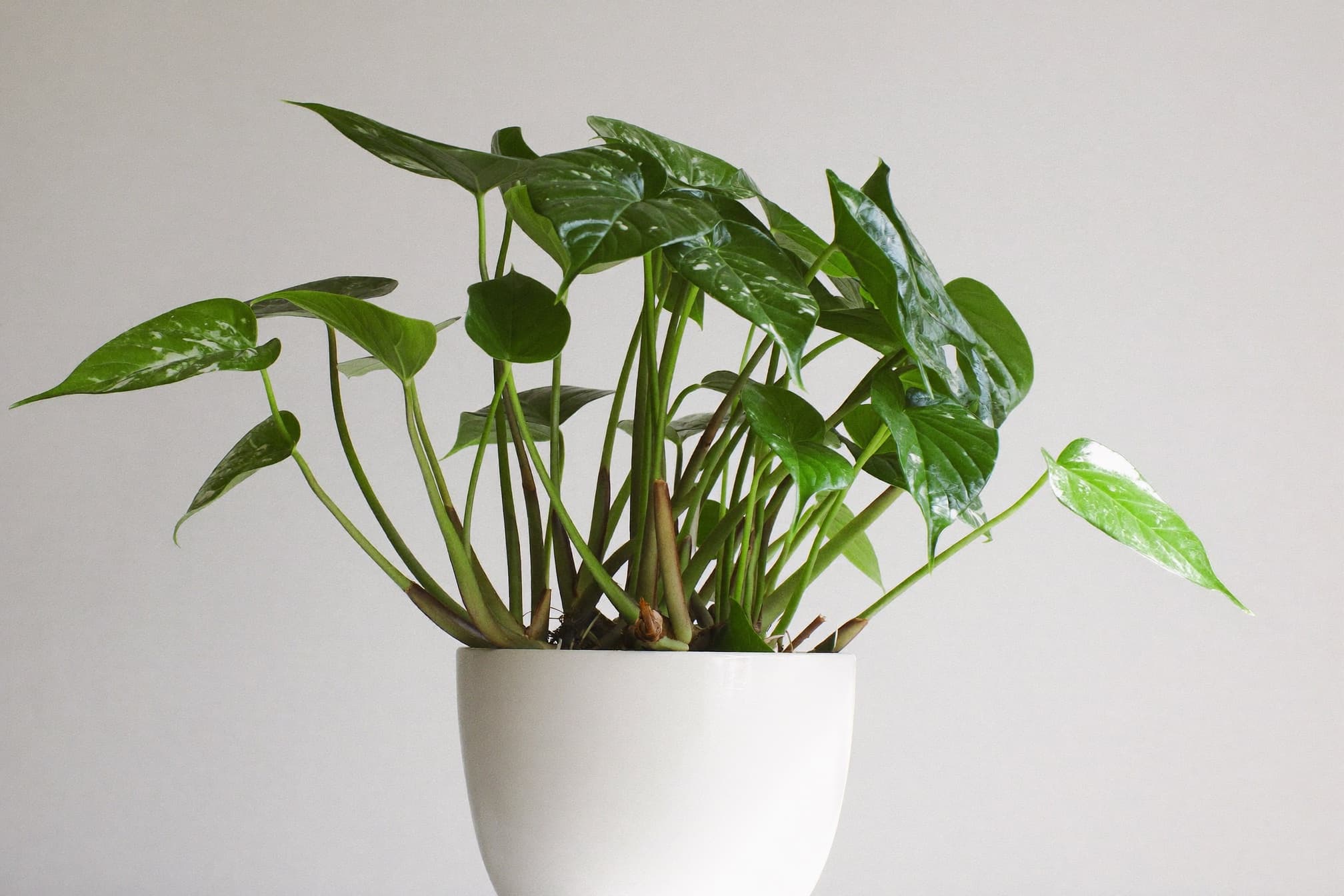 A green pothos plant in a white pot against a white wall