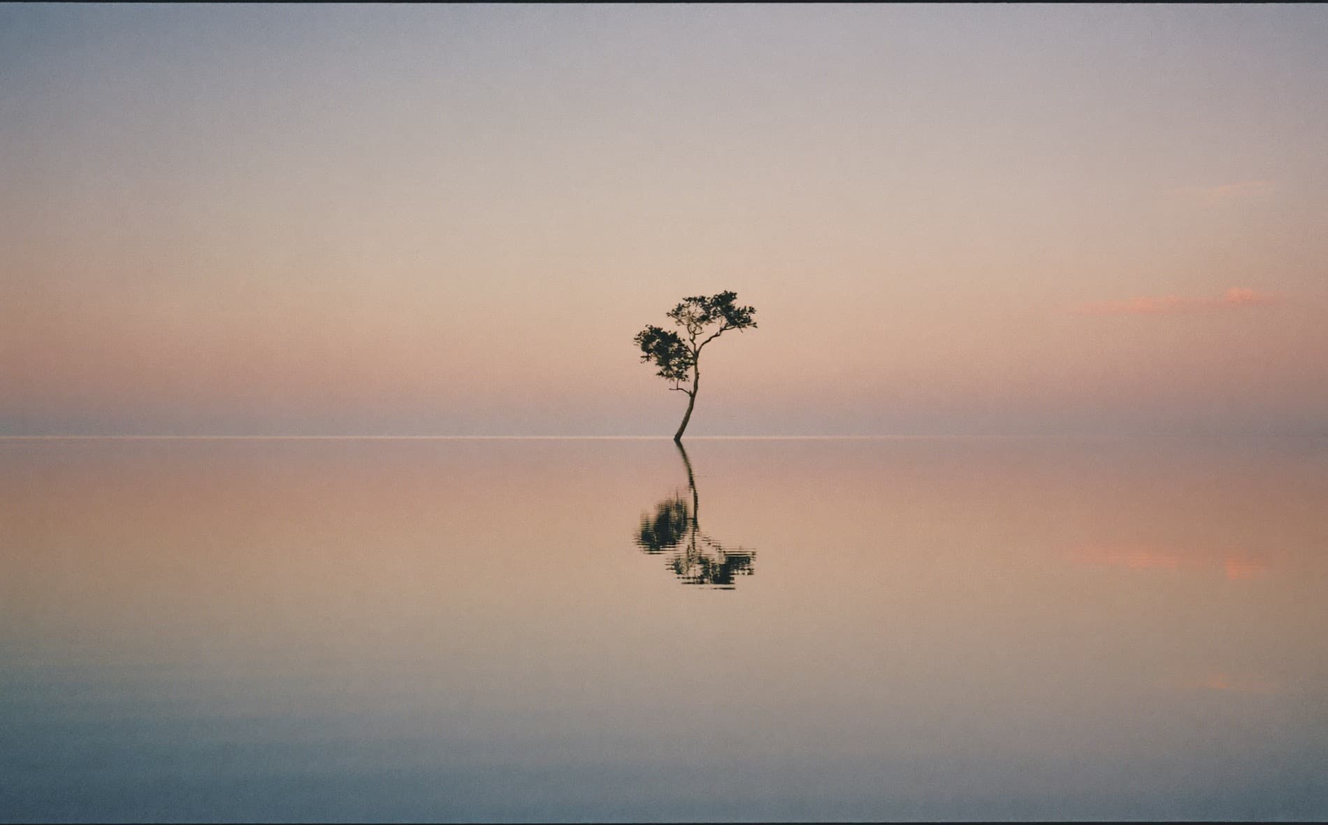 A lone tree reflected in still water under a calm evening sky